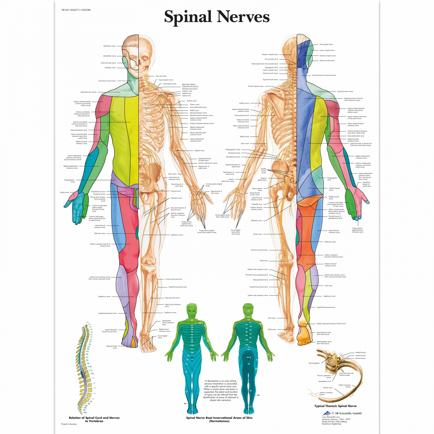 Pancarte murale plastifiée Spinal Nerves - 50 x 67 cm