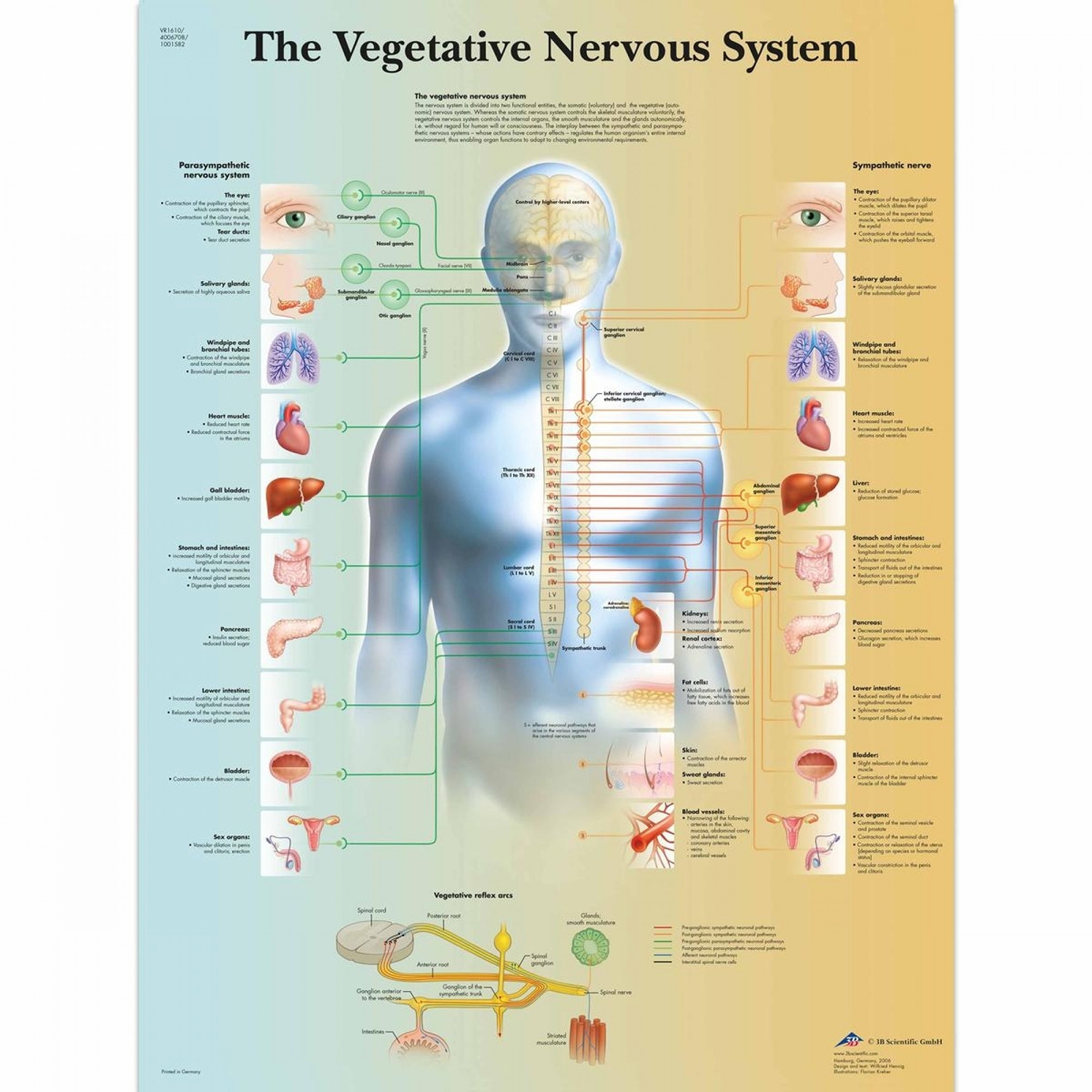 Pancarte murale plastifiée Vegetative Nervous System - 50 x 67 cm
