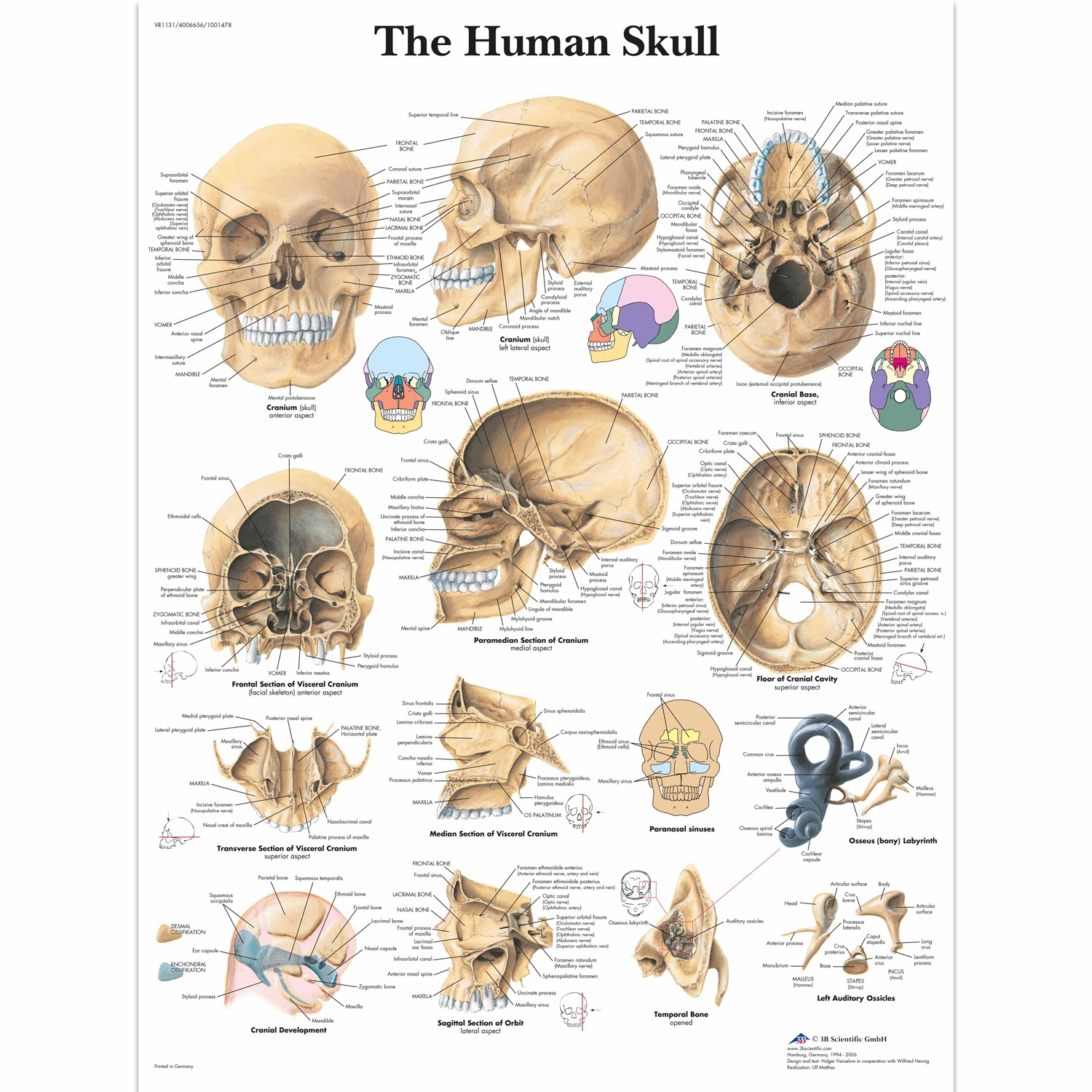 Pancarte murale plastifiée The Human Skull - 50 x 67 cm