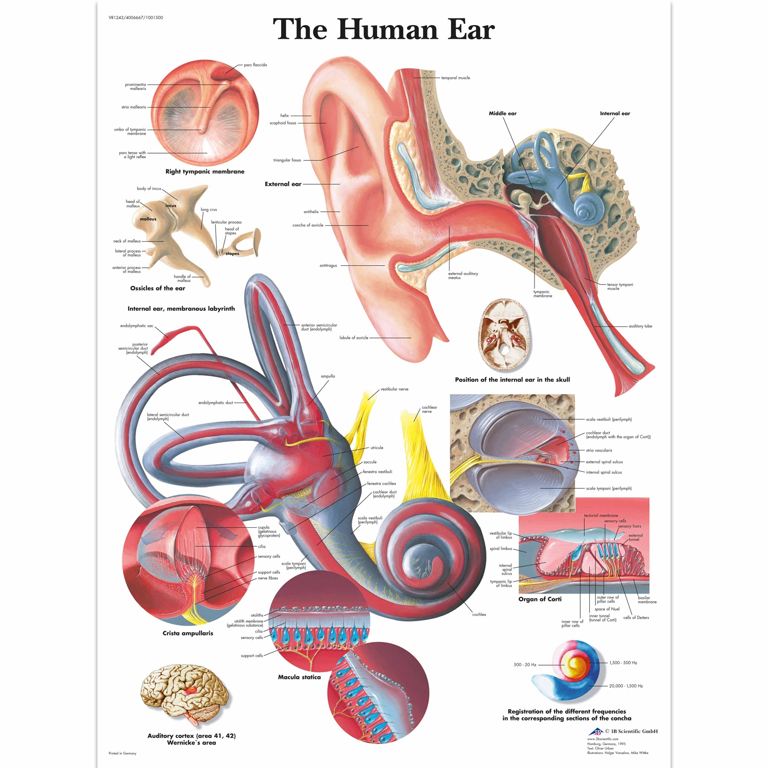 Pancarte murale plastifiée Human Ear - 50 x 67 cm