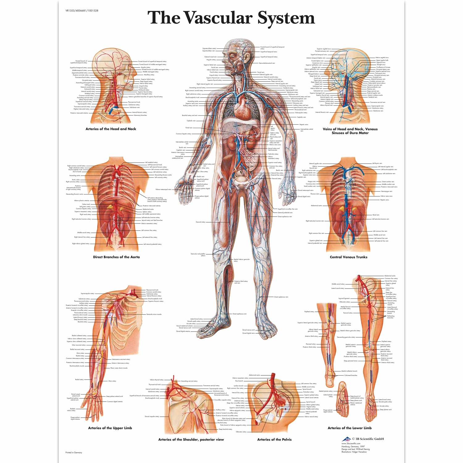 Pancarte murale plastifiée The Vascular System - 50 x 67 cm