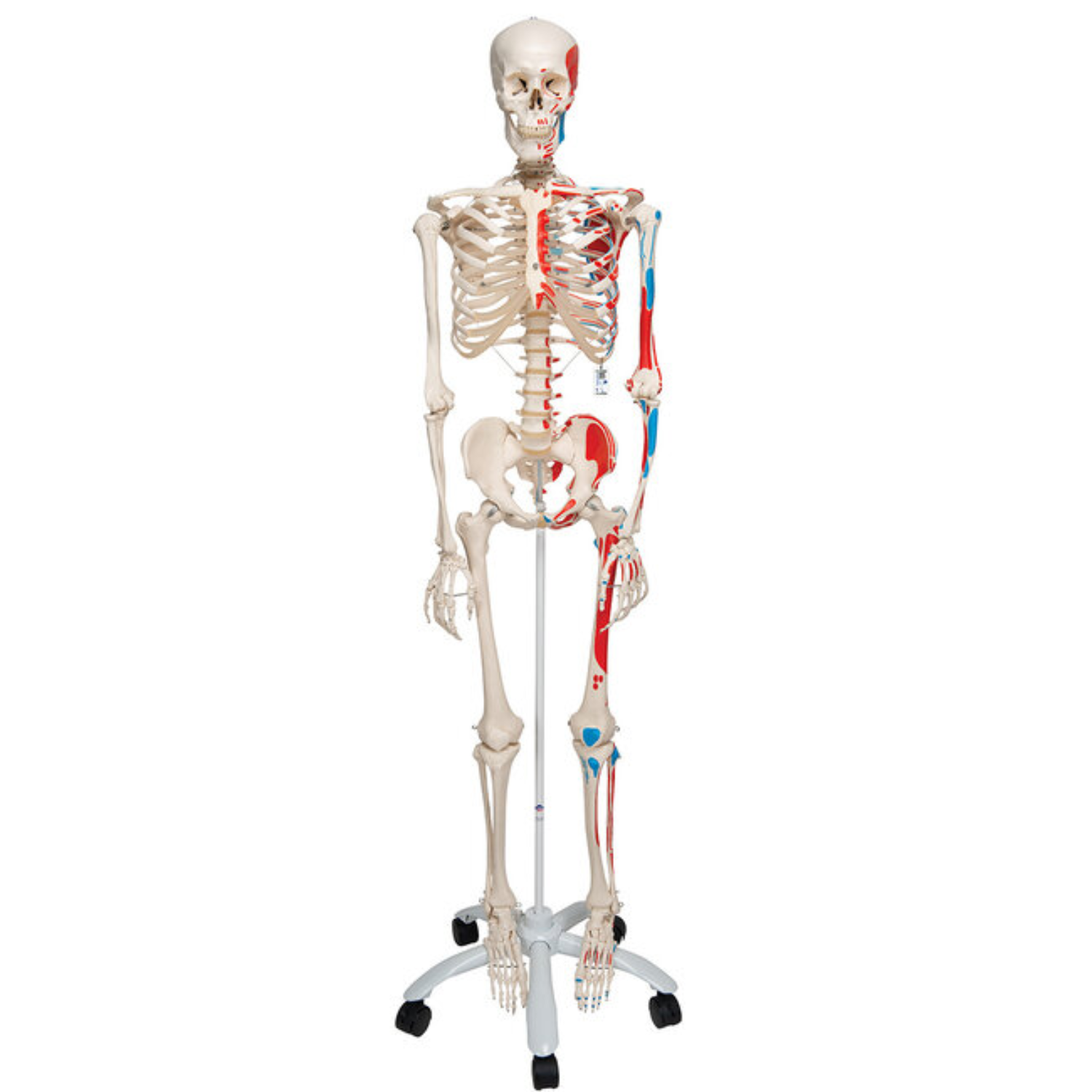 Homo skelet max - 1013858