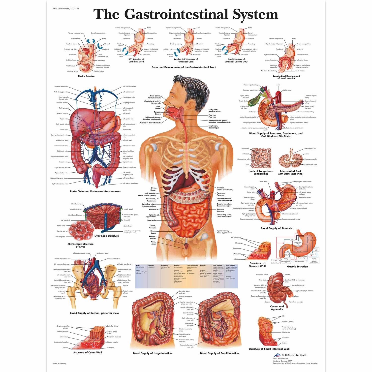 Pancarte murale plastifiée The Gastrointestinal System - 50 x 67 cm