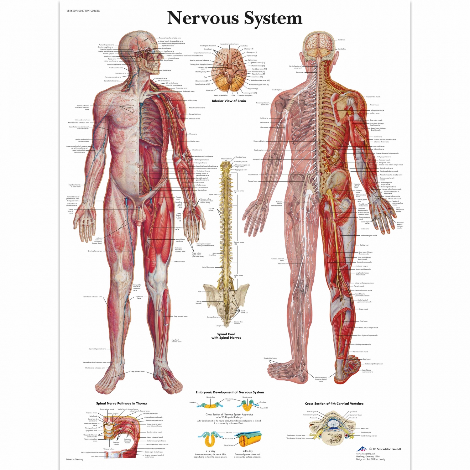 Pancarte murale plastifiée Nervous System - 50 x 67 cm