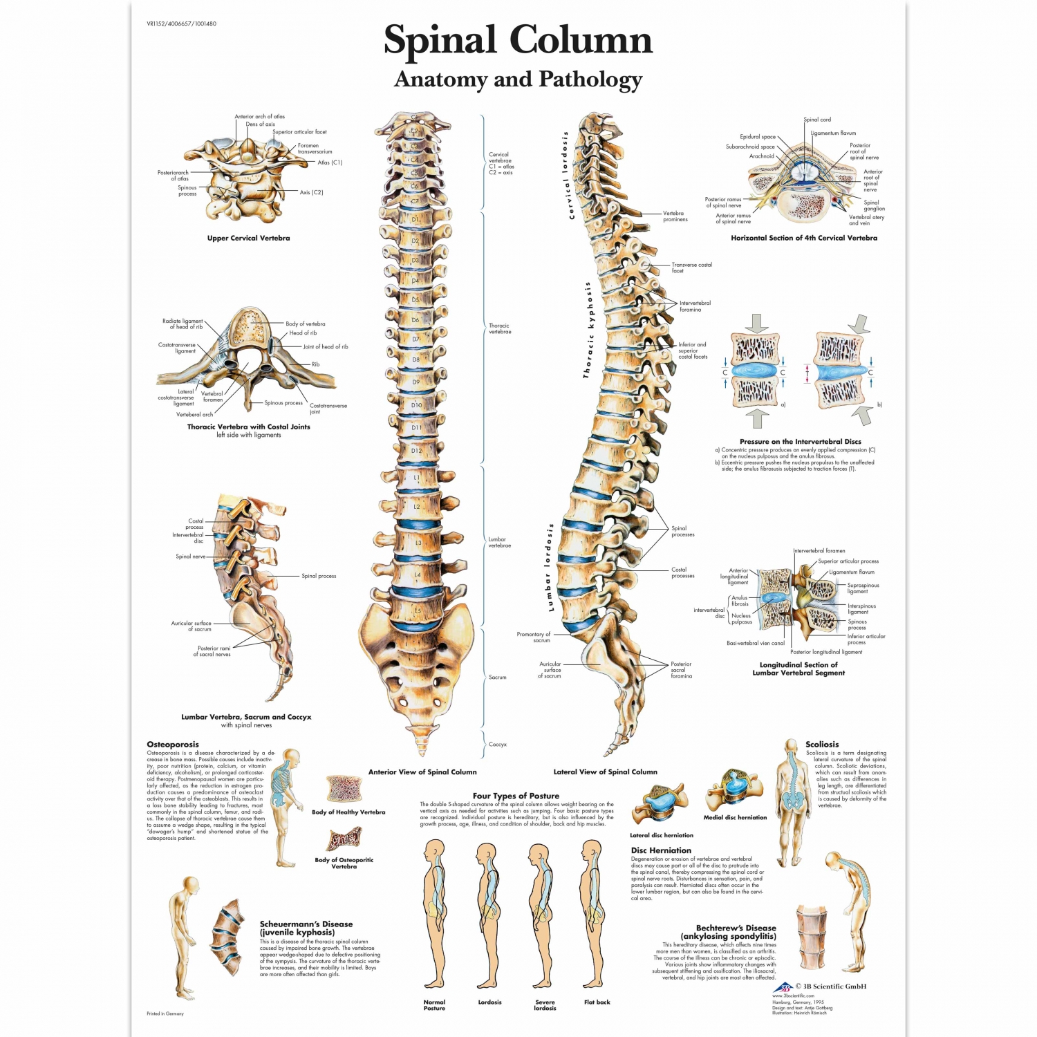 Pancarte murale plastifiée Spinal Column - 50 x 67 cm