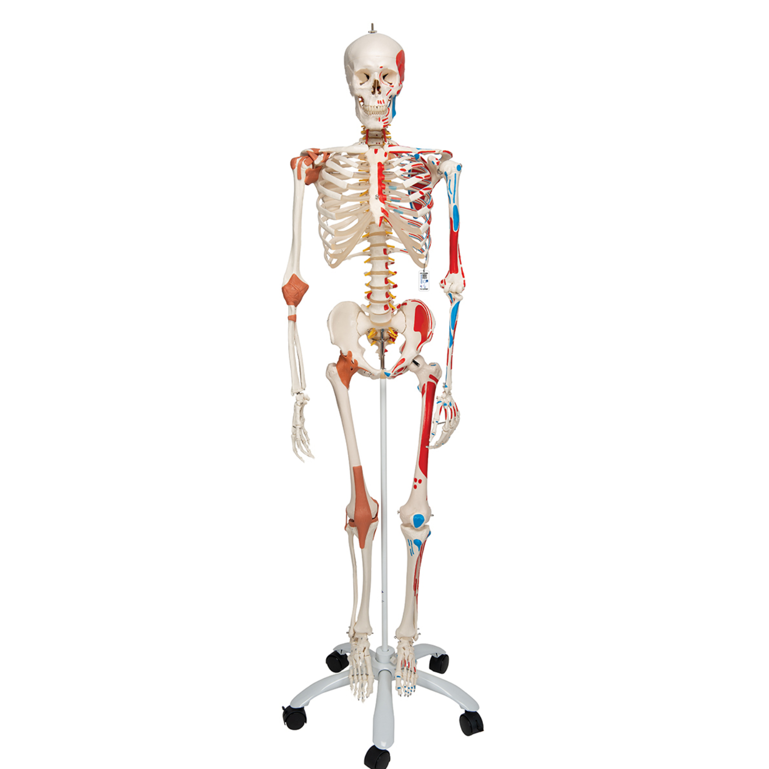 Homo skelet sam. flexibel. kleur a13 - 1013867