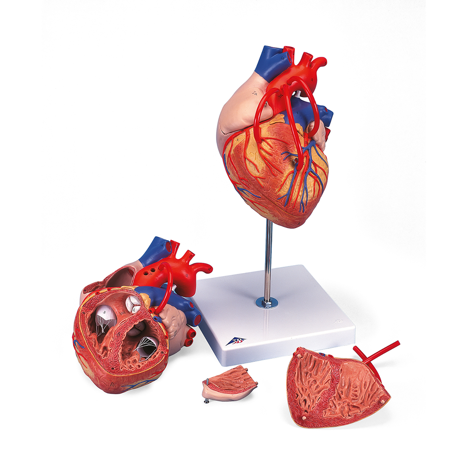 Modèle coeur 4 pièces + bypass 2x